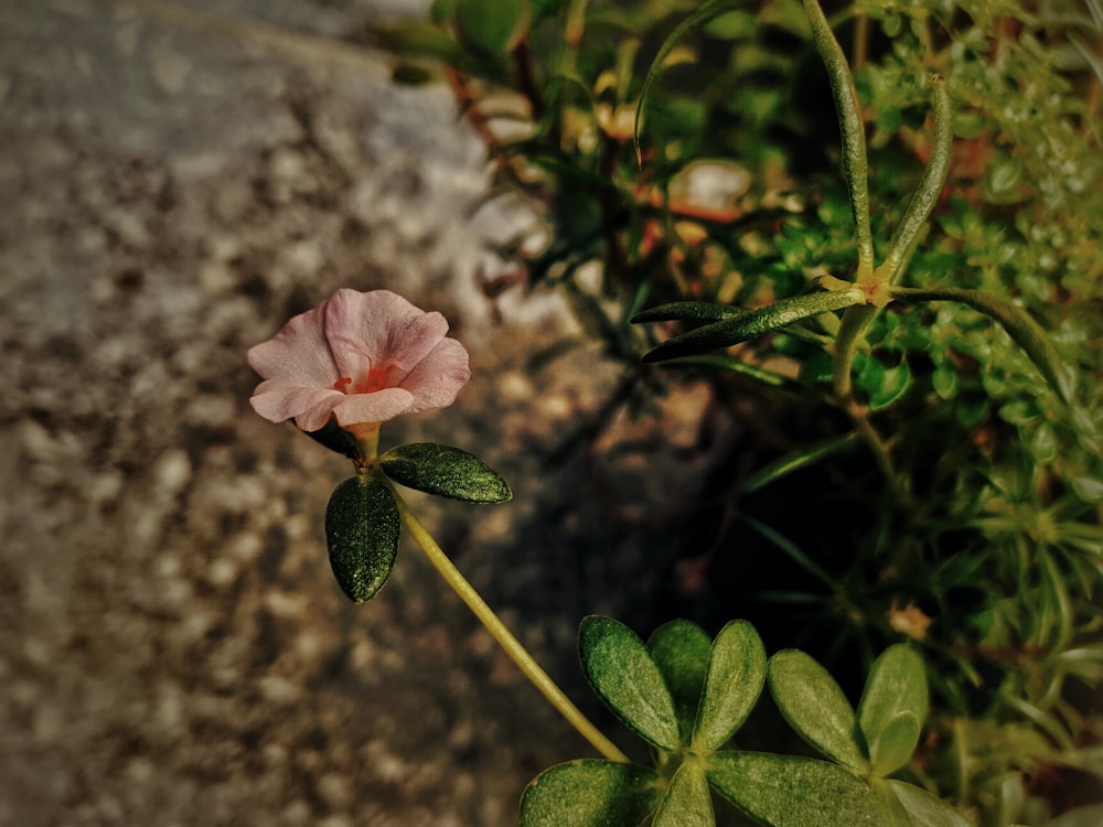 pink flower with green leaves