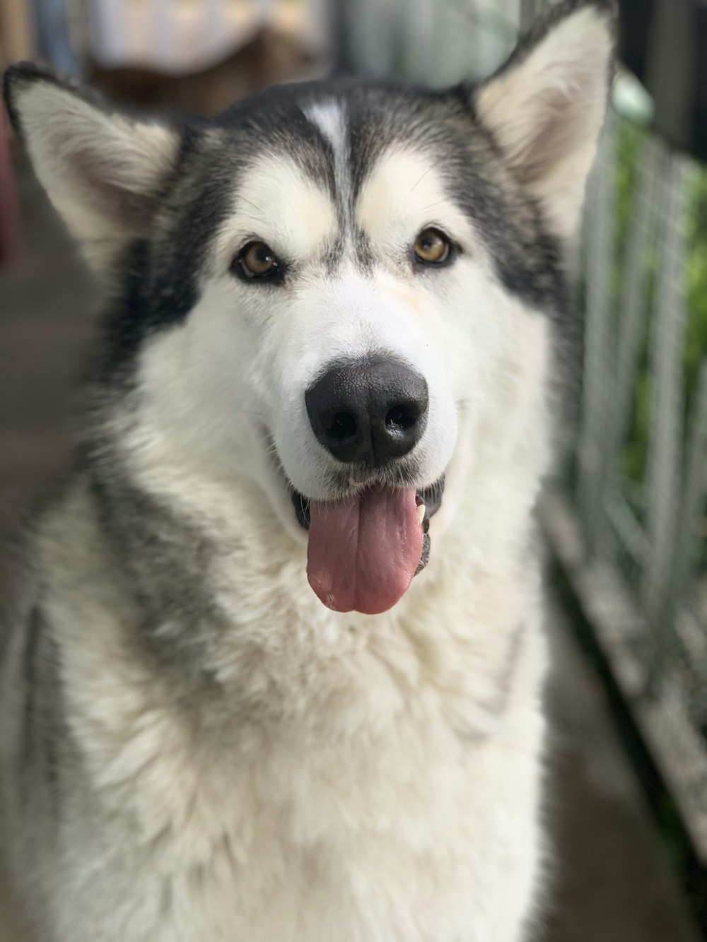 white and black siberian husky