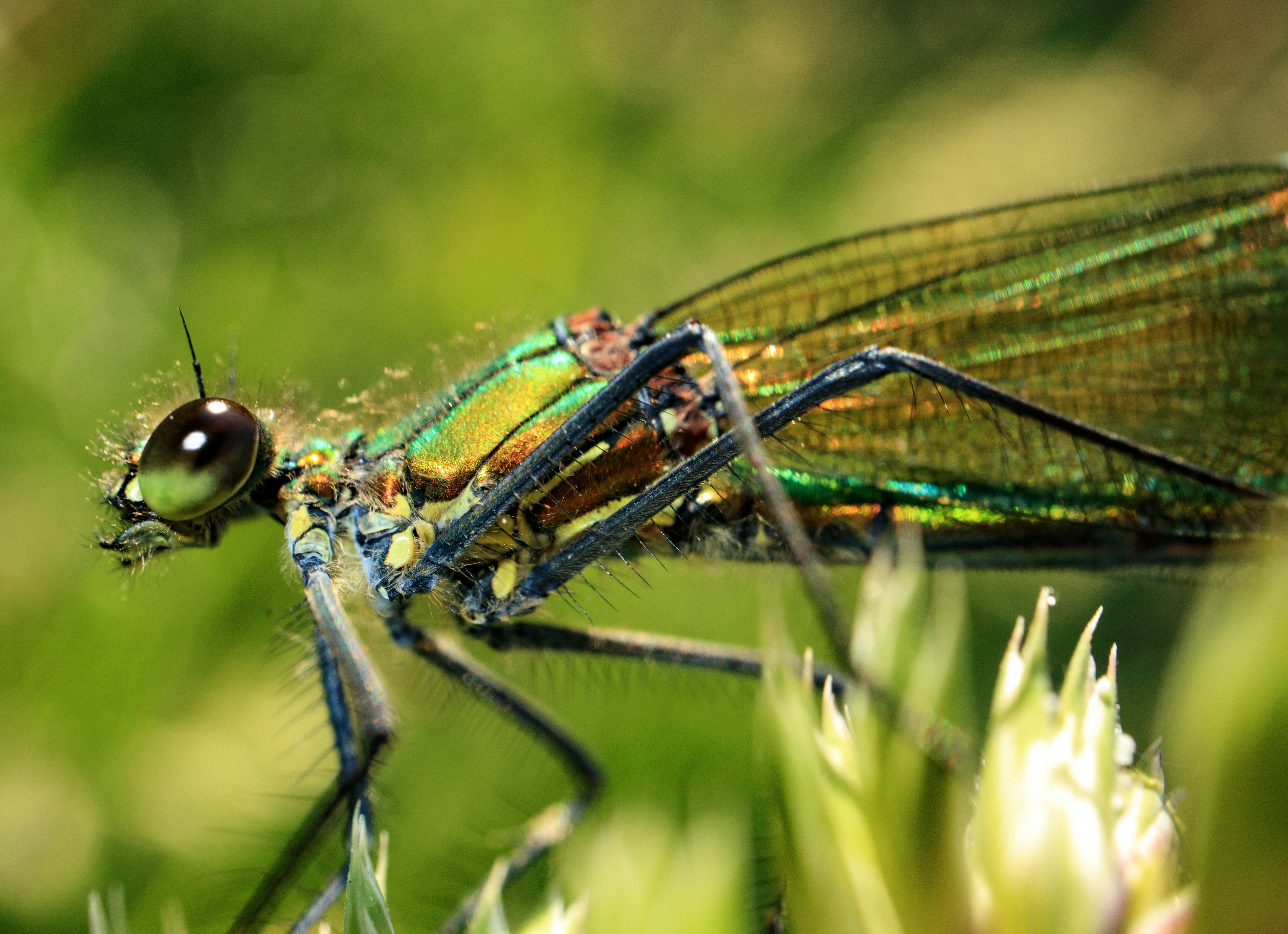 Green and black damselfly perched on green grass in close up ...