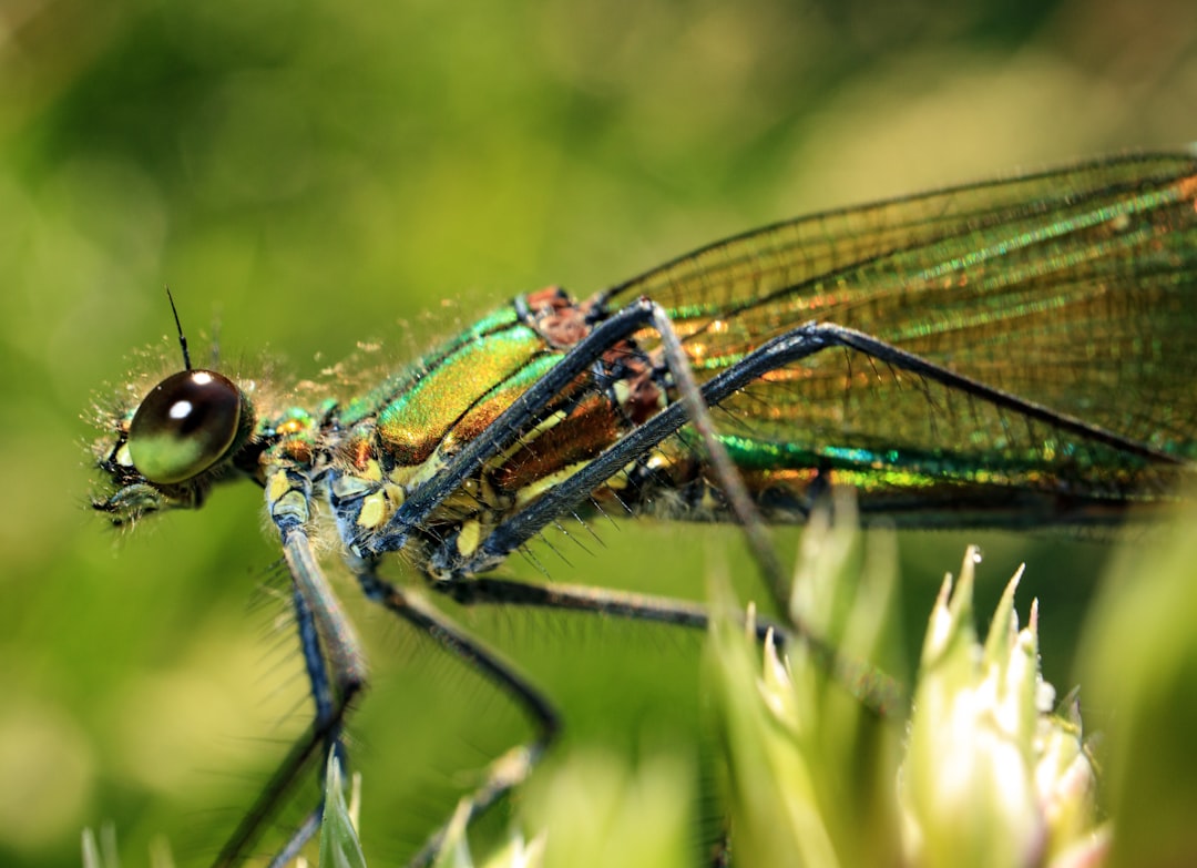 green and black damselfly perched on green grass in close up photography during daytime