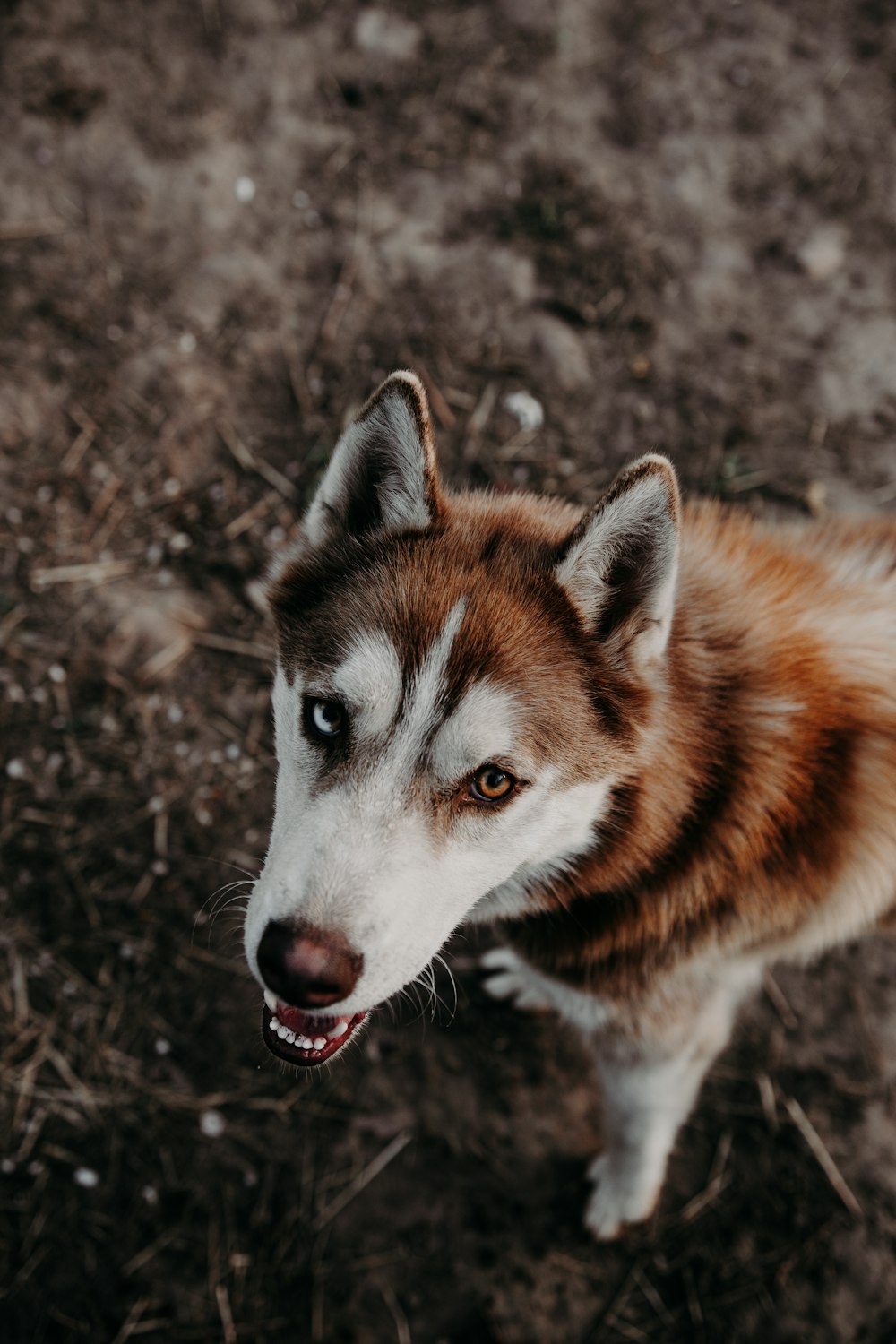 Husky sibérien marron et blanc photo – Photo Lettonia Gratuite sur Unsplash