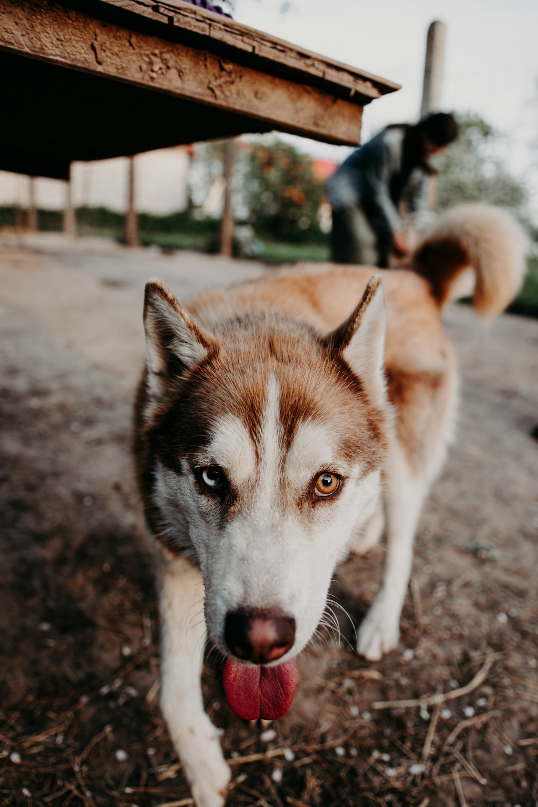 white and brown siberian husky on gray sand during daytime