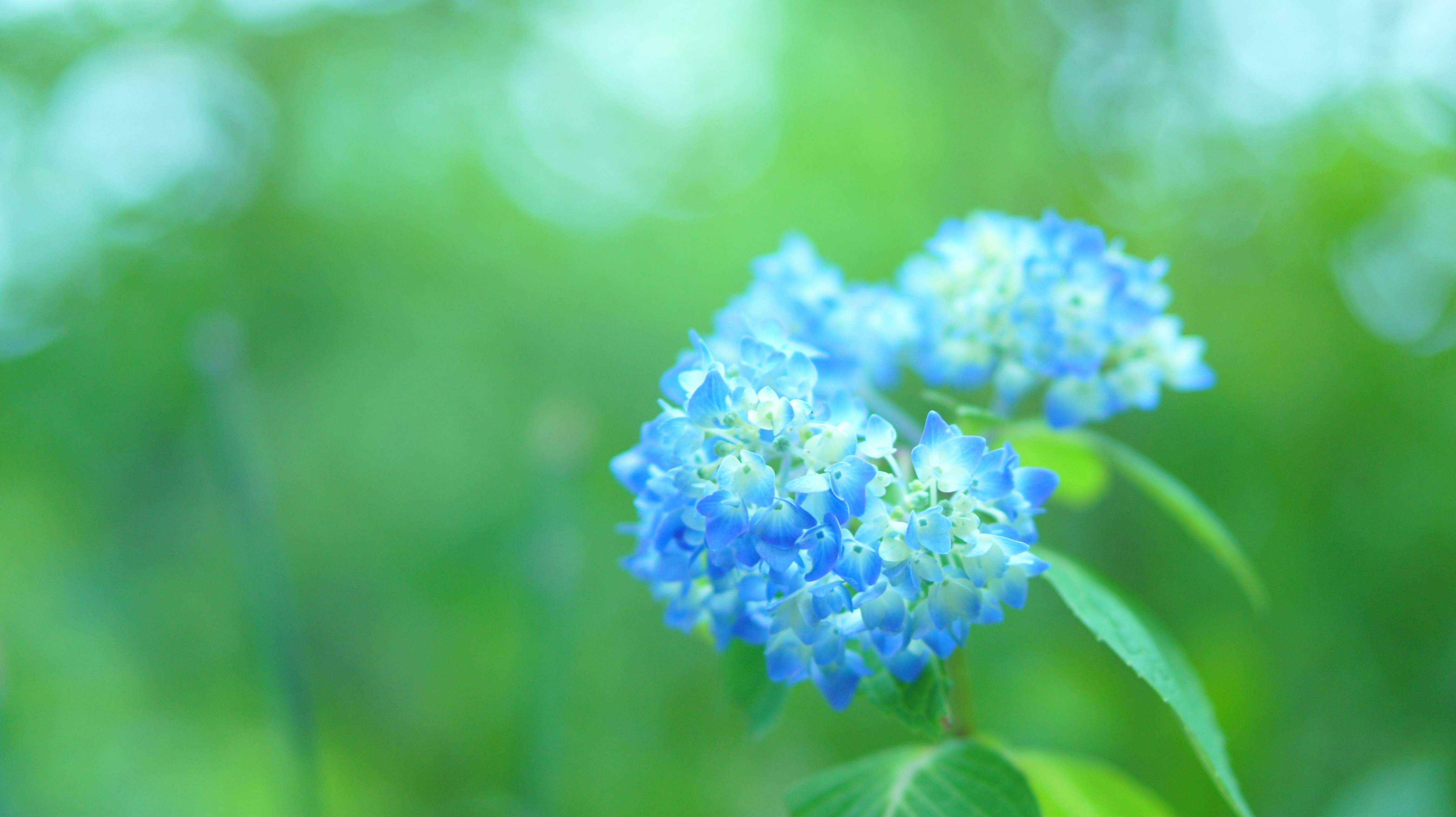 Ajisai Pictures Download Free Images On Unsplash