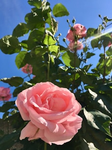 A set of sharp pruning shears cutting through a blooming rose branch in bright sunlight.