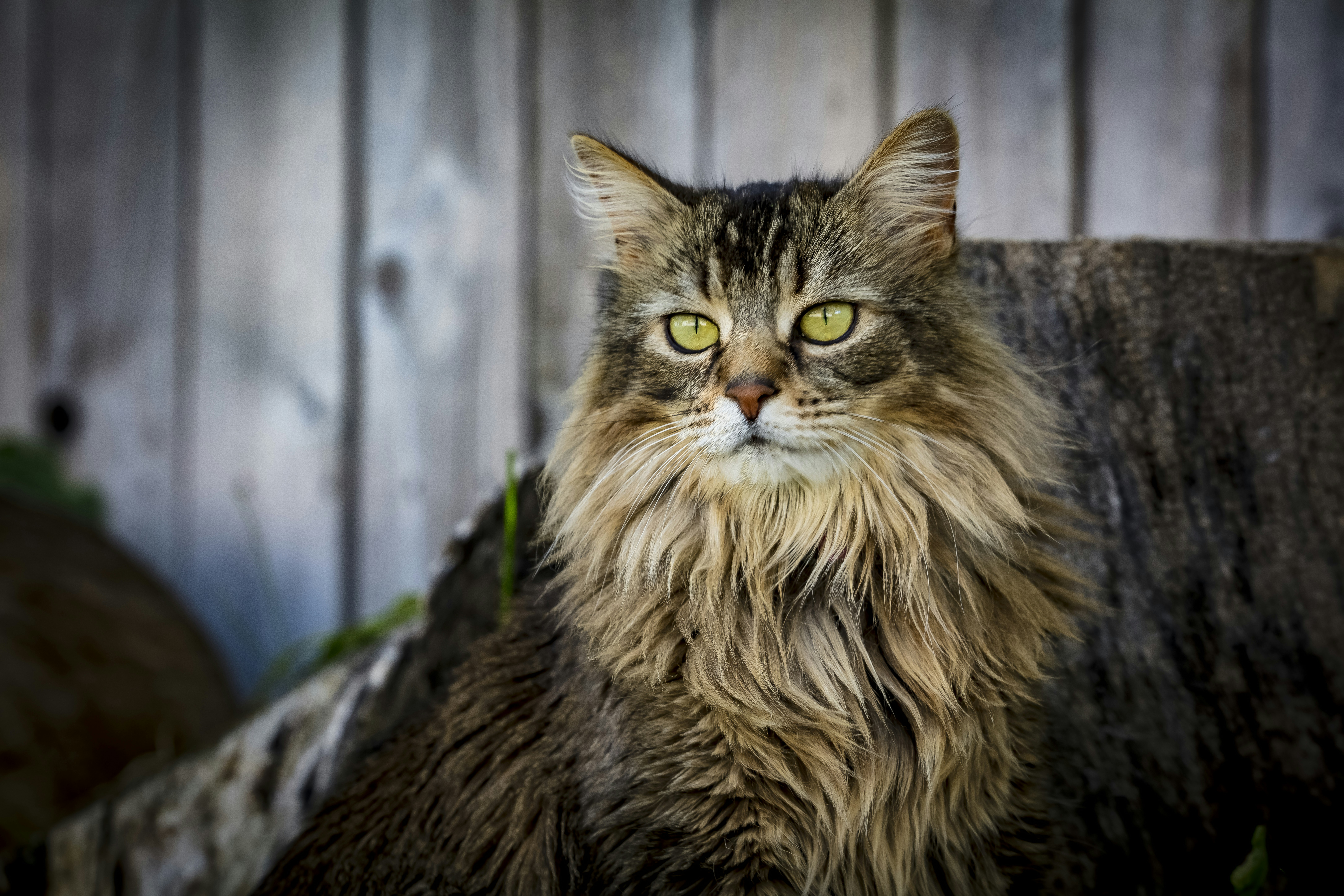 brown and black long fur cat
