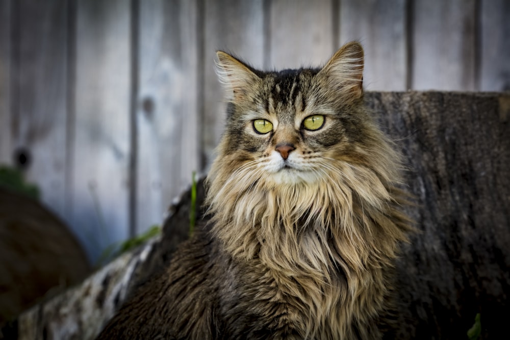 gato de pelaje largo marrón y negro