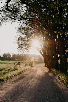 A sunlit dirt road winding through a quiet Kentucky farm at golden hour, framed by tall trees and rustic fences.