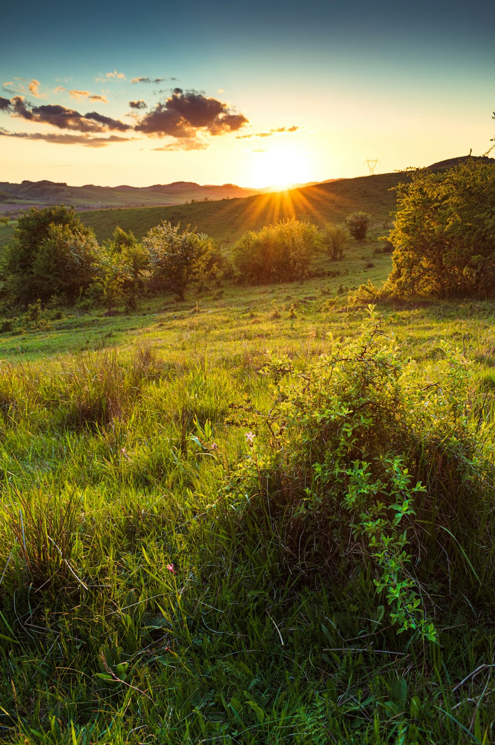 green grass field during sunset