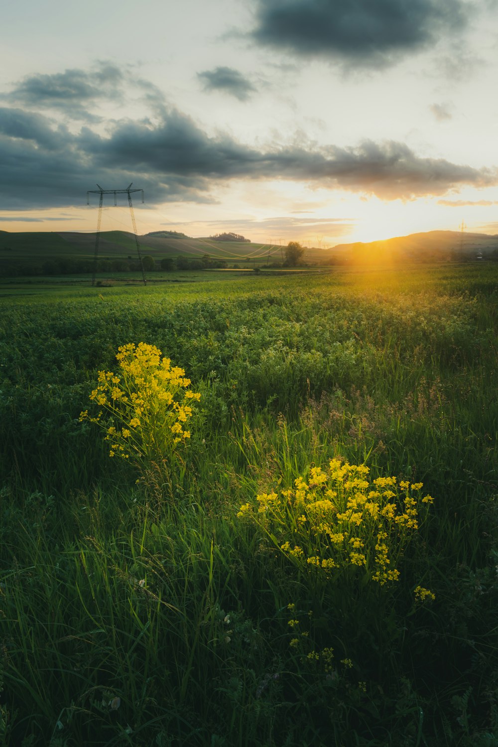 yellow flower field during sunset