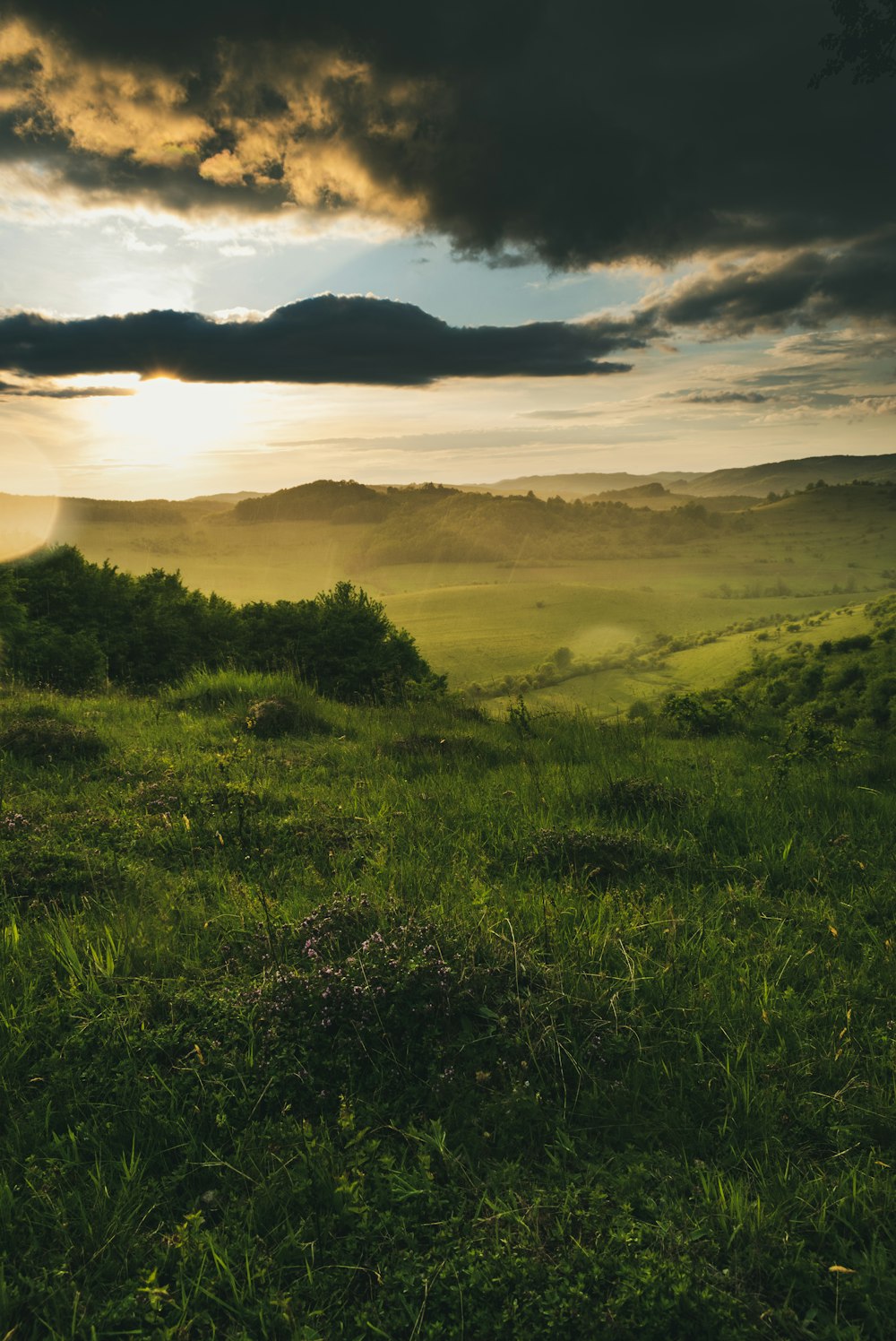 green grass field during sunset