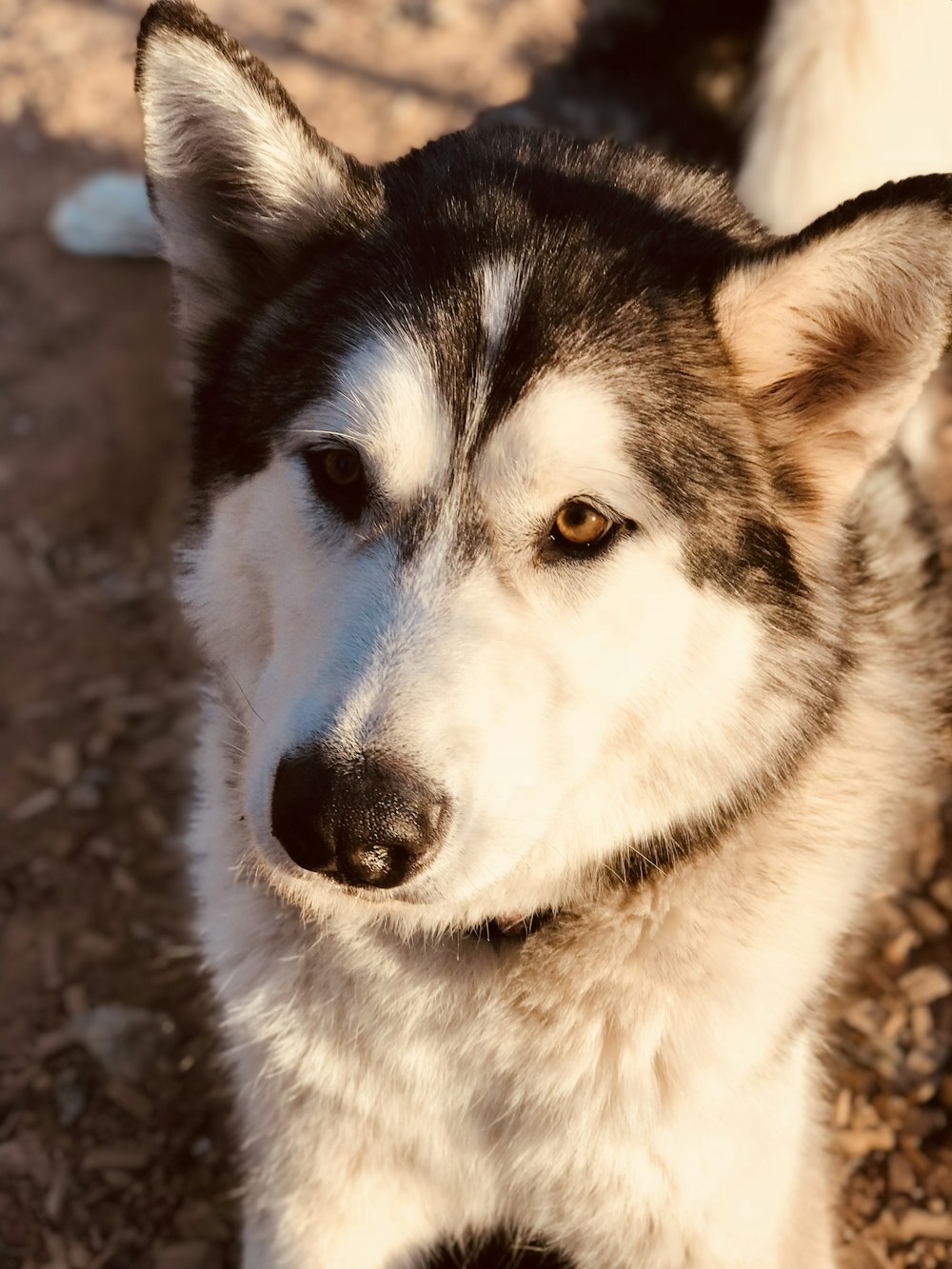 white and black siberian husky