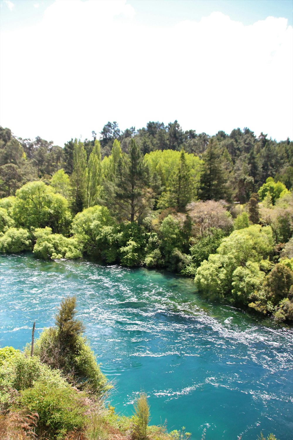 árvores verdes ao lado do corpo de água durante o dia