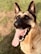 A German Shepherd dog with its mouth open and tongue out, appearing to be panting, set against a background of green grass and soft sunlight.