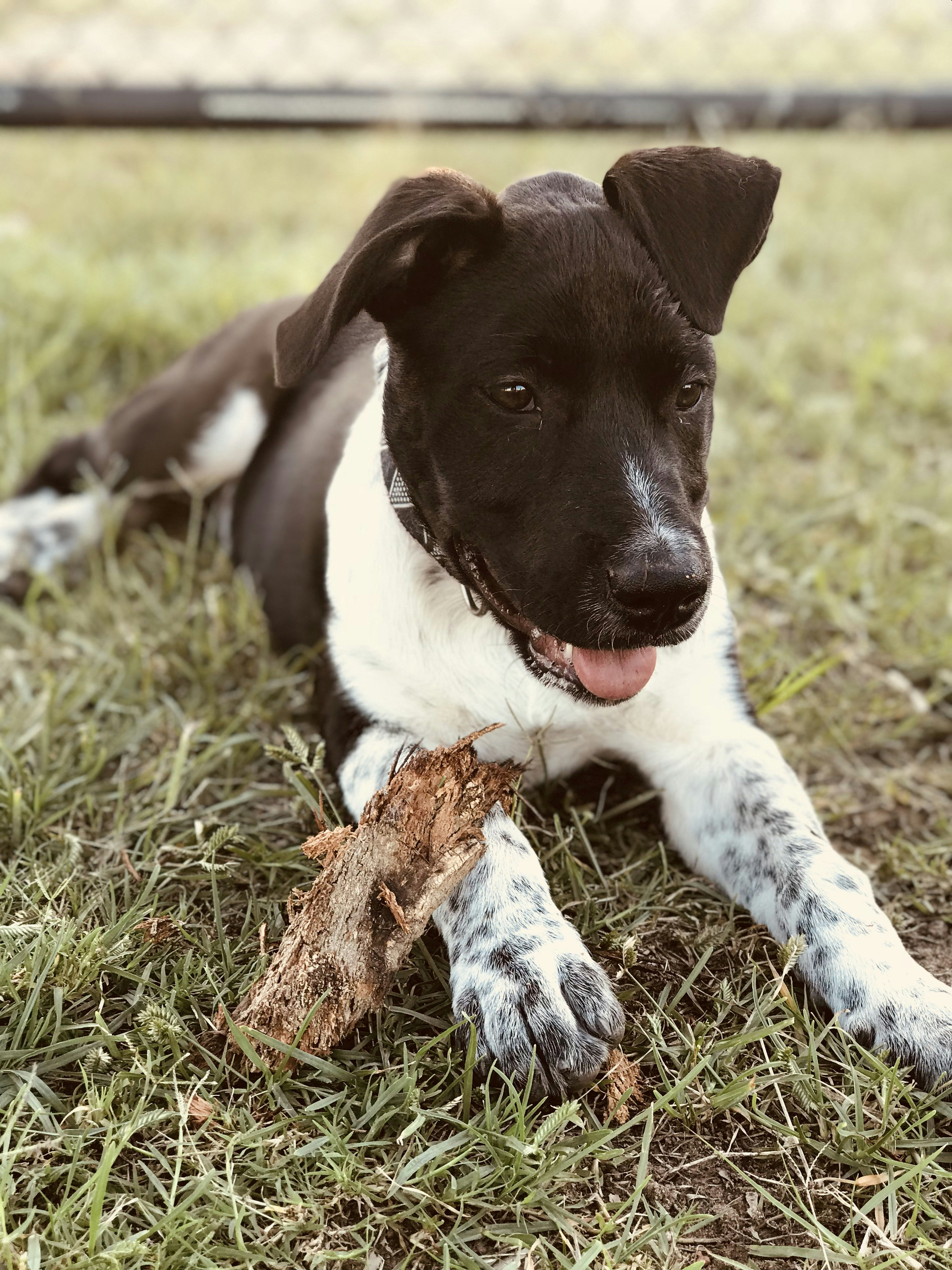 preto e branco de pelagem curta cão de tamanho médio no campo de grama verde durante o dia