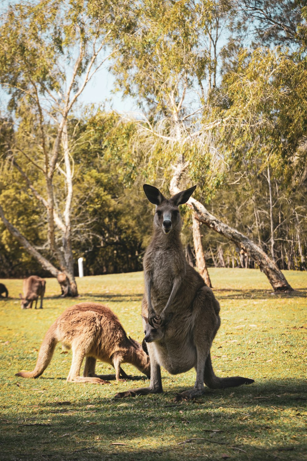 kangaroo standing on green grass field during daytime