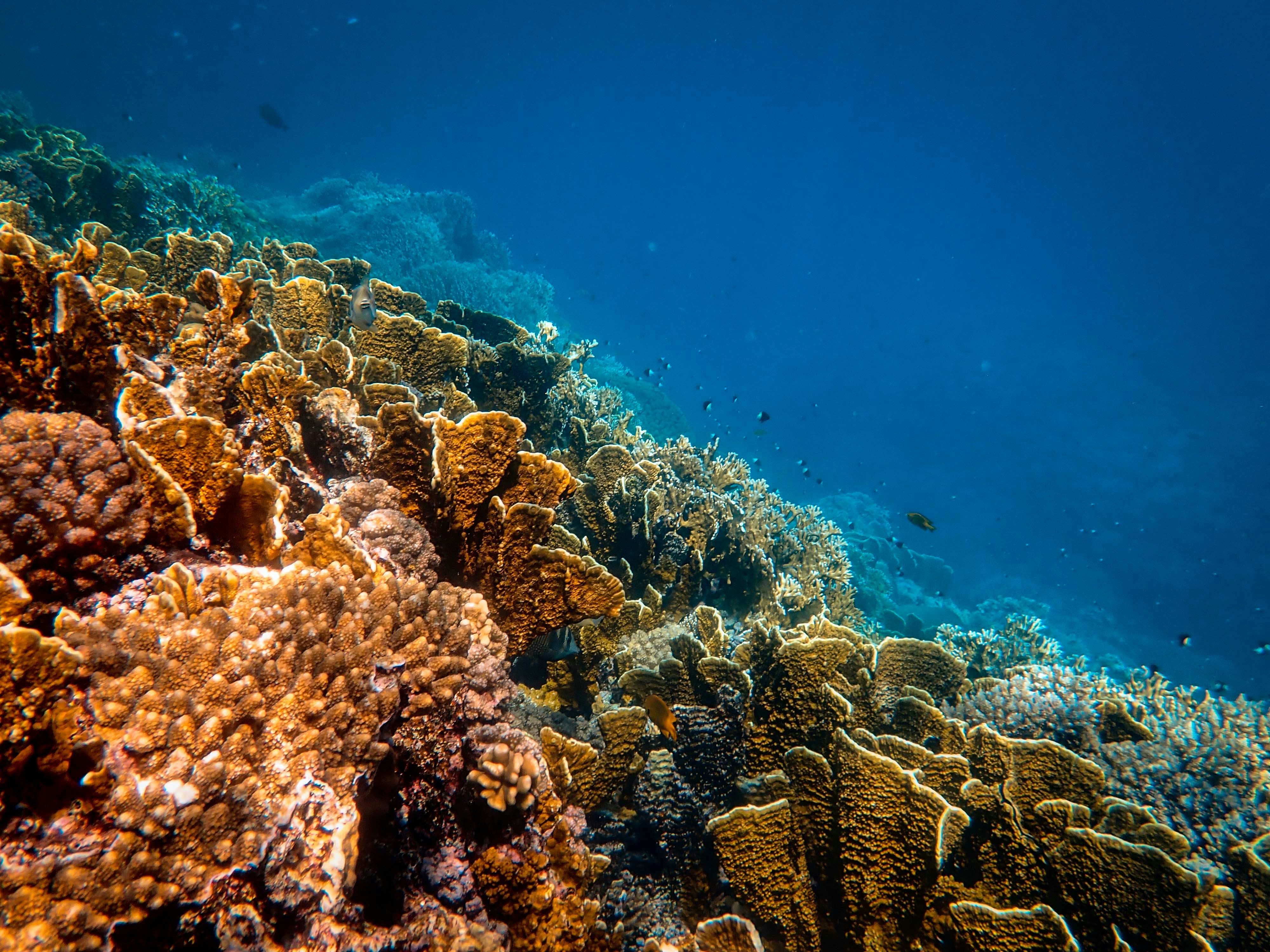 brown and gray coral reef under water
