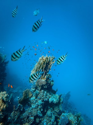 black and white striped fish