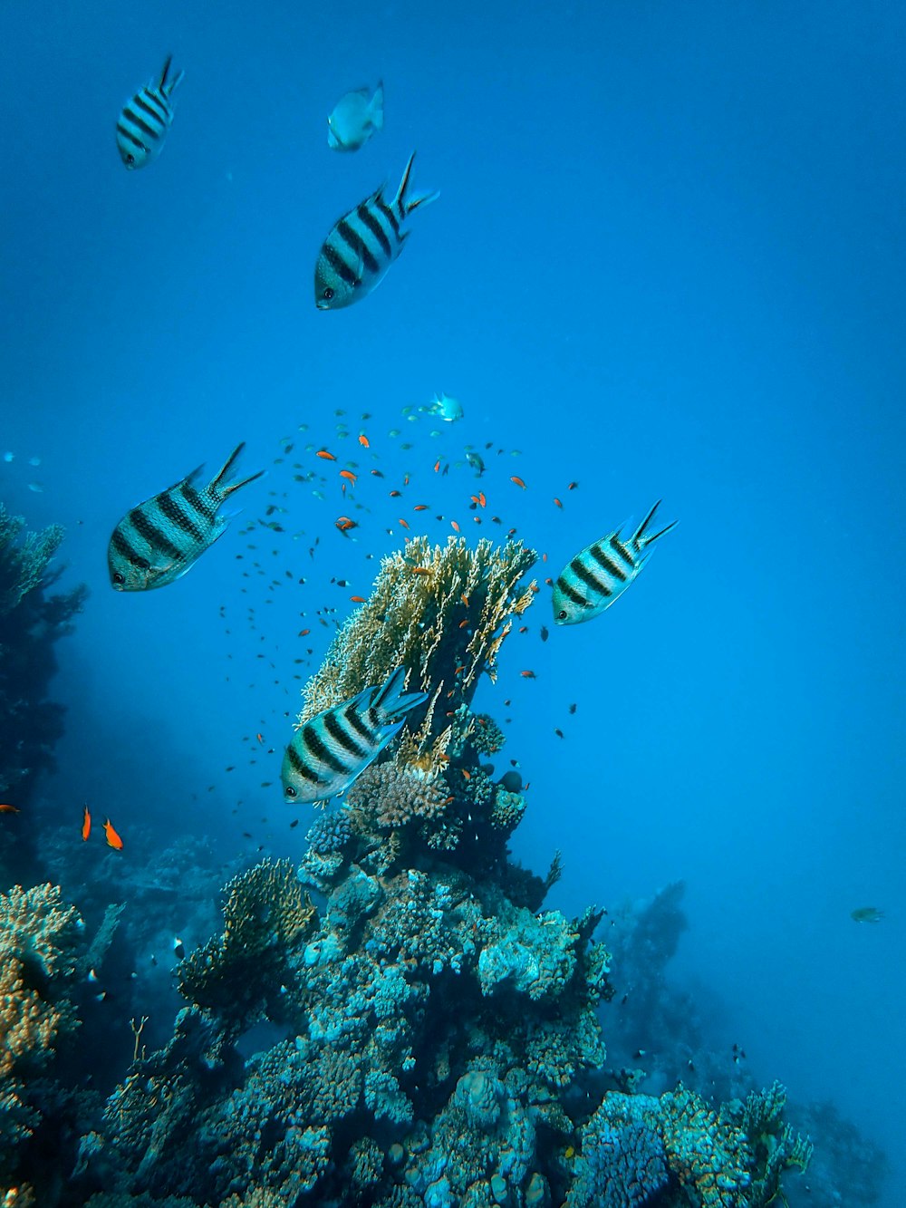 black and white striped fish