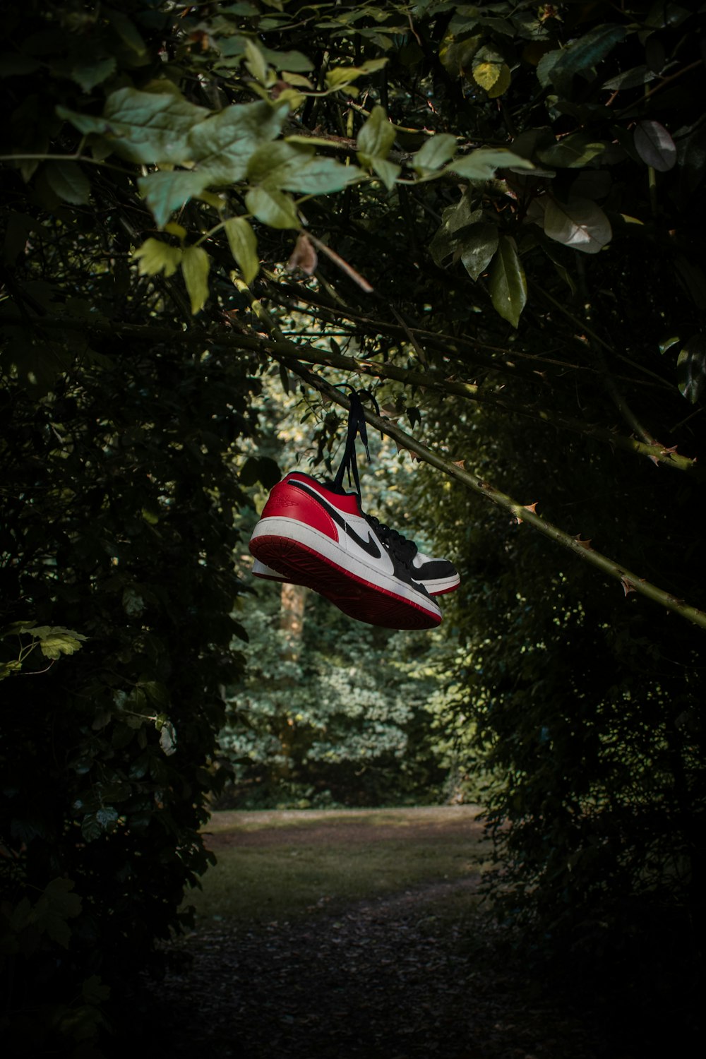 red and white nike athletic shoes on tree branch