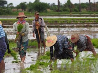 People working in a rice paddy field, planting or tending to rice plants in shallow water. They are wearing traditional clothing, including hats, and are surrounded by green rice plants and waterlogged fields with distant trees in the background.