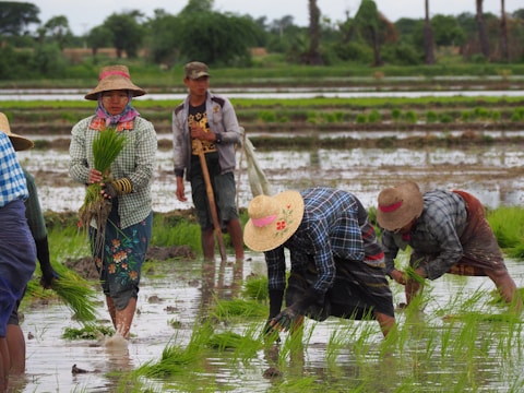 People working in a rice paddy field, planting or tending to rice plants in shallow water. They are wearing traditional clothing, including hats, and are surrounded by green rice plants and waterlogged fields with distant trees in the background.