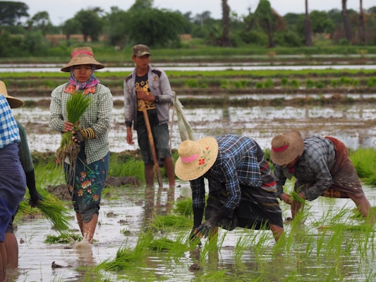 People working in a rice paddy field, planting or tending to rice plants in shallow water. They are wearing traditional clothing, including hats, and are surrounded by green rice plants and waterlogged fields with distant trees in the background.