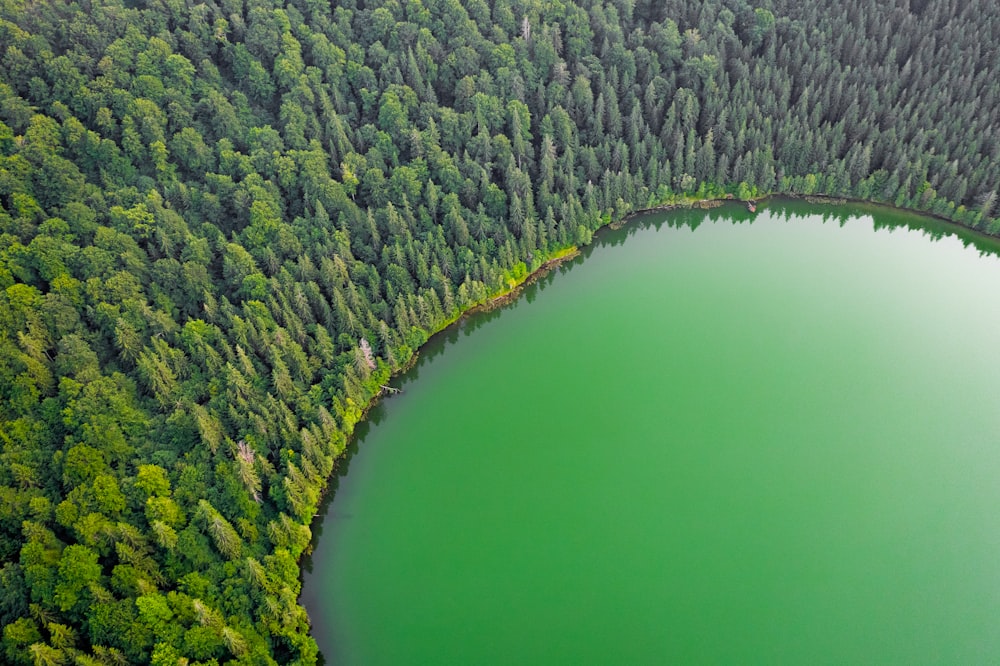 green lake beside green trees during daytime