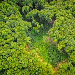 green and brown trees during daytime