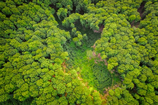 green and brown trees during daytime in Harghita Mountains Romania