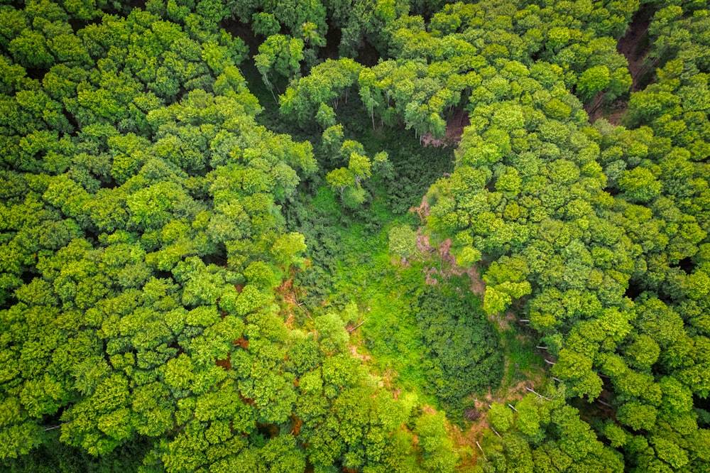 grüne und braune Bäume tagsüber