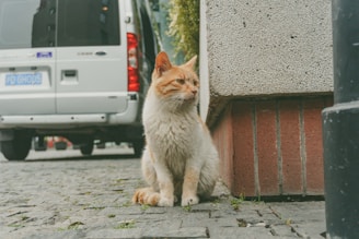 orange tabby cat sitting on gray concrete floor