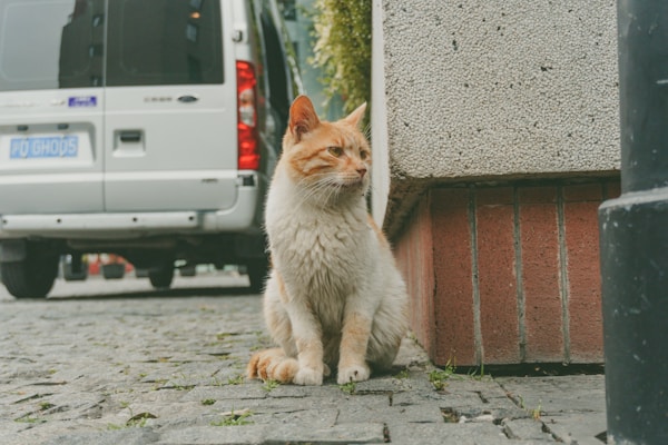 orange tabby cat sitting on gray concrete floor