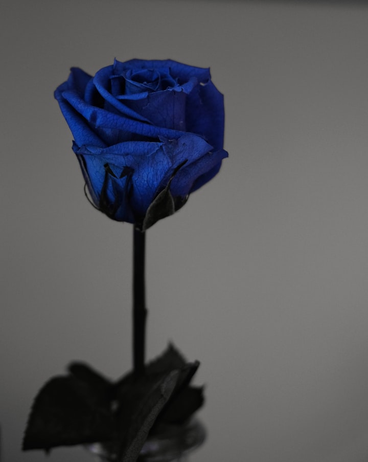 Alexandra’s Blue Rose