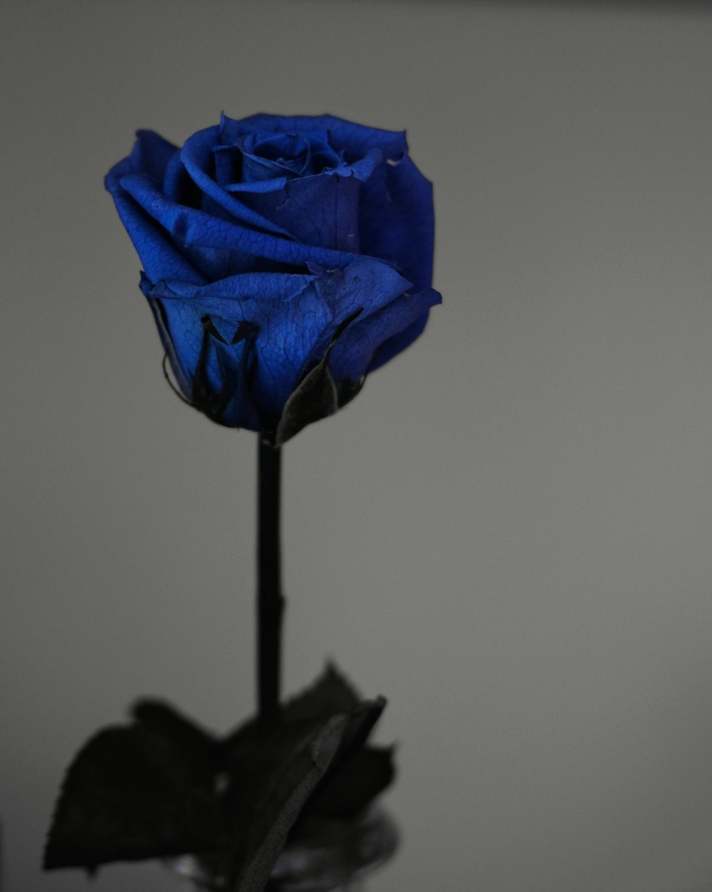 blue rose in close up photography