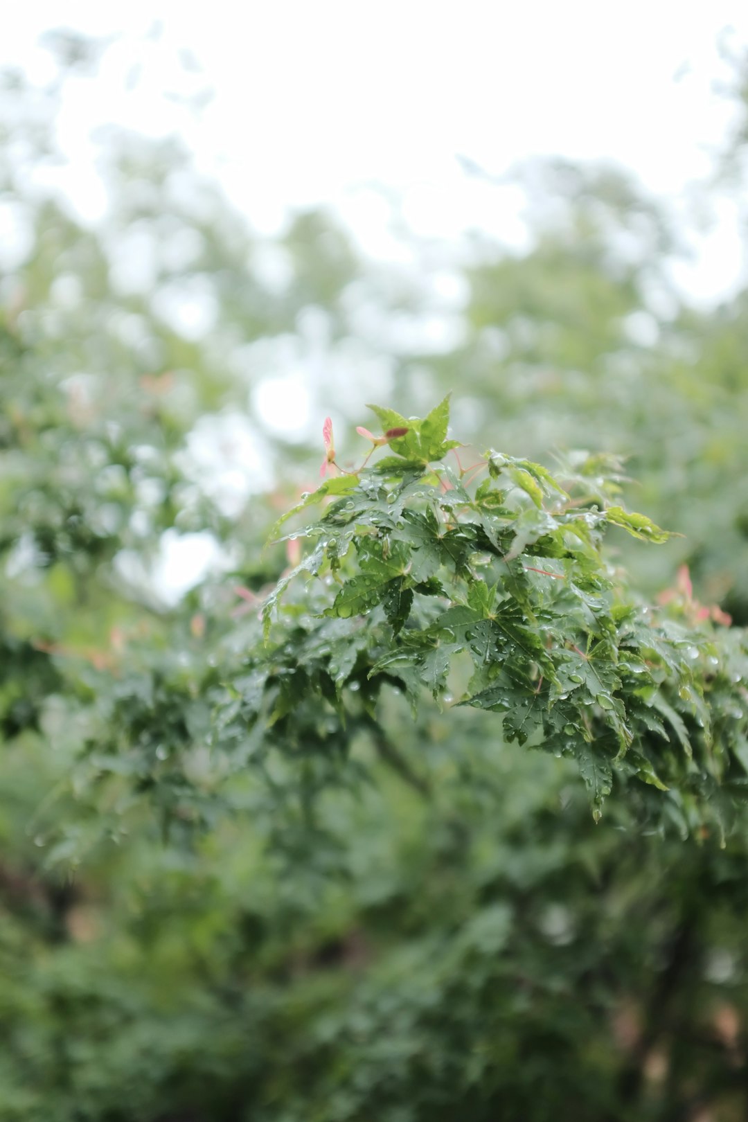 green leaves in tilt shift lens