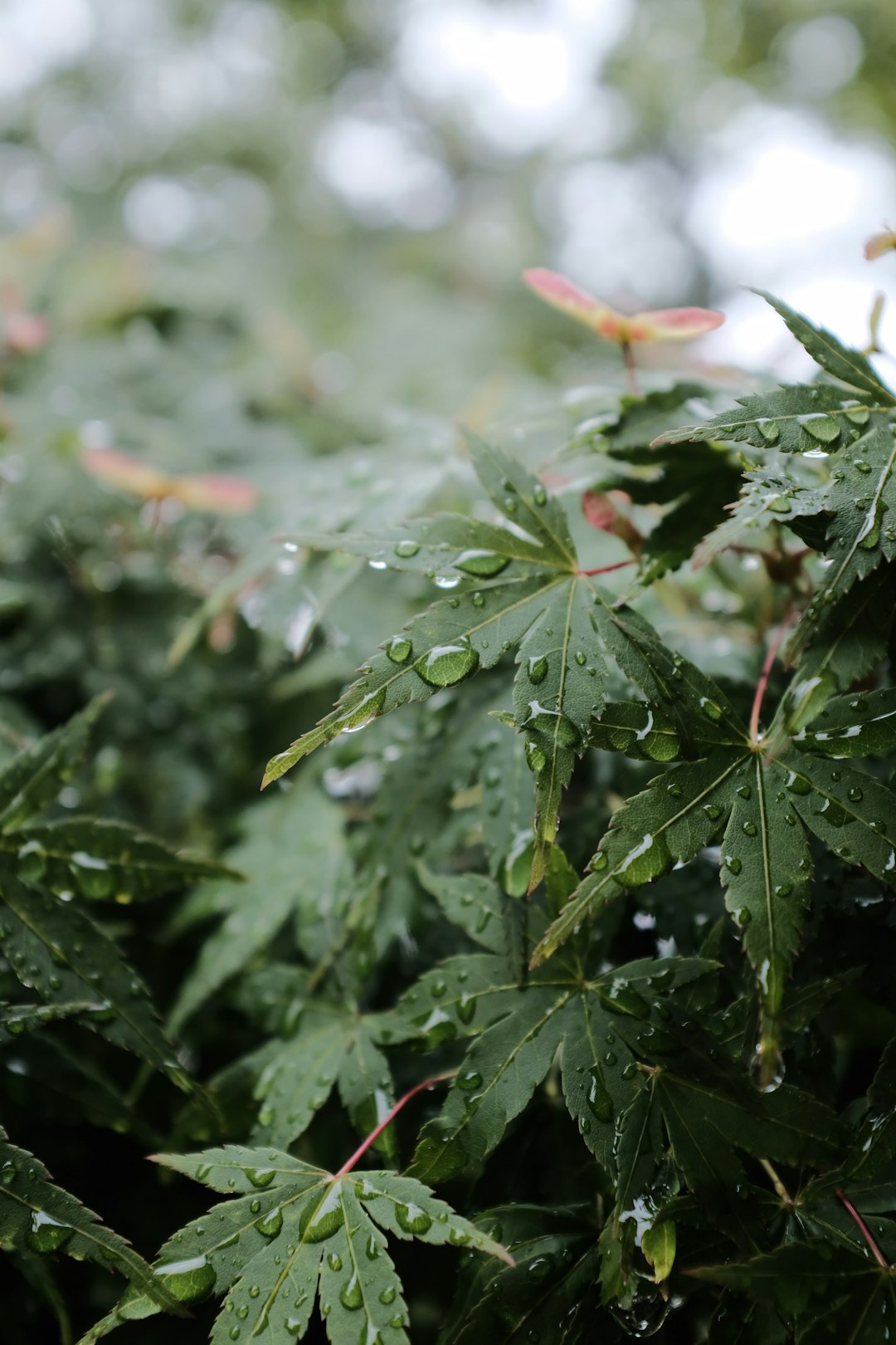 green leaves with water droplets