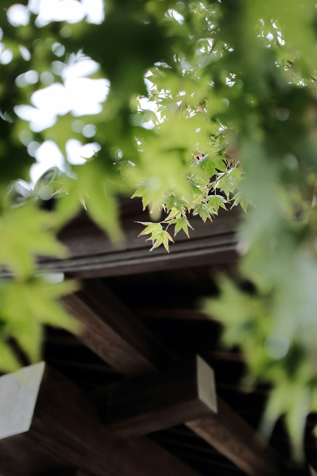 green leaves on brown wooden roof