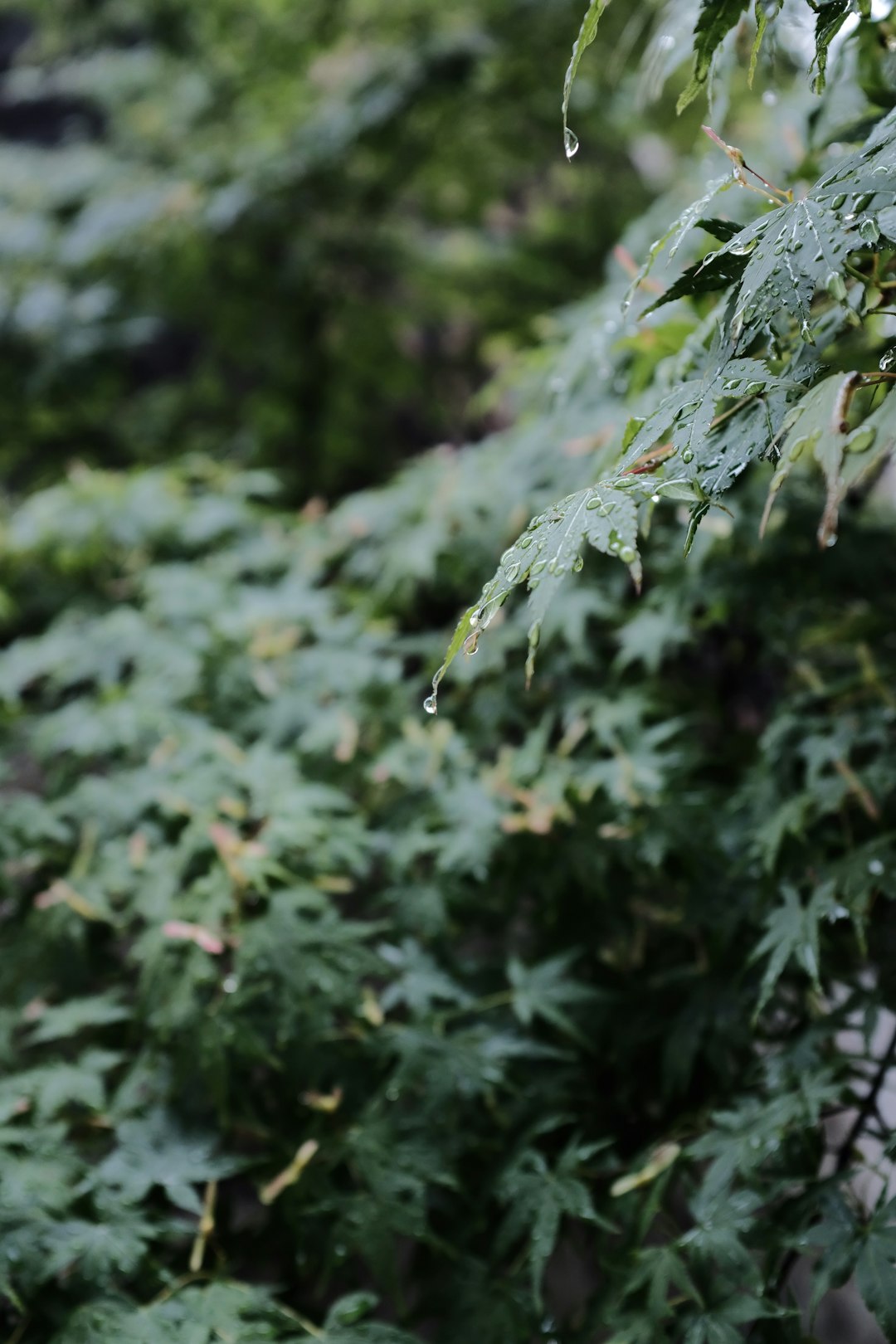 green plant with water droplets