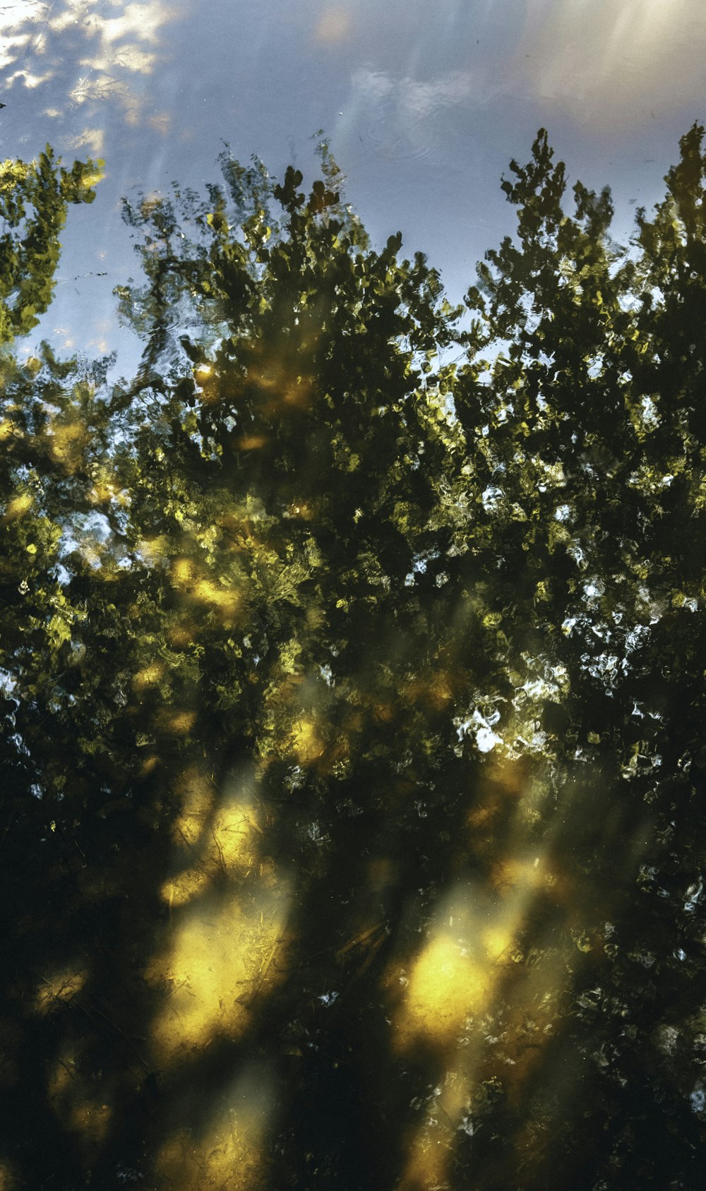 arbre vert et jaune pendant la journée