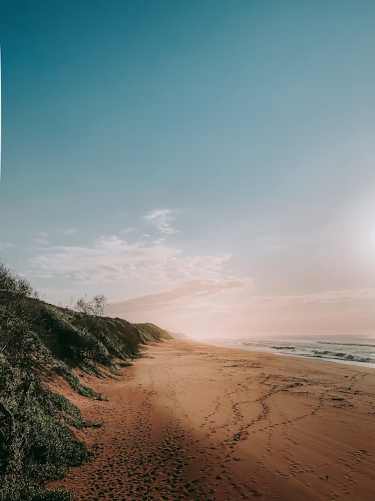 green grass on brown sand near sea during daytime in Durban South Africa