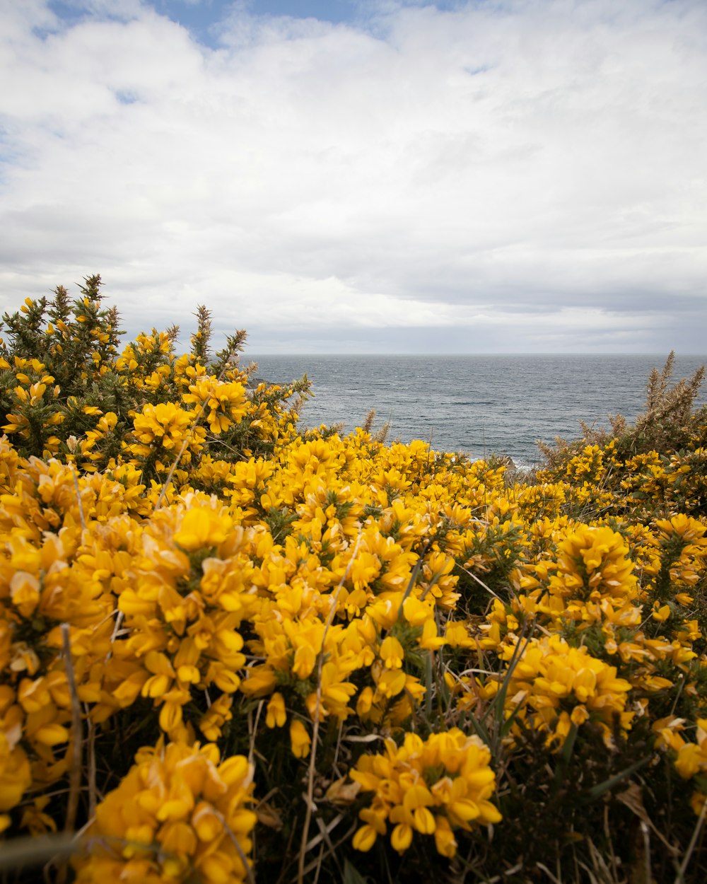 yellow flowers near body of water during daytime