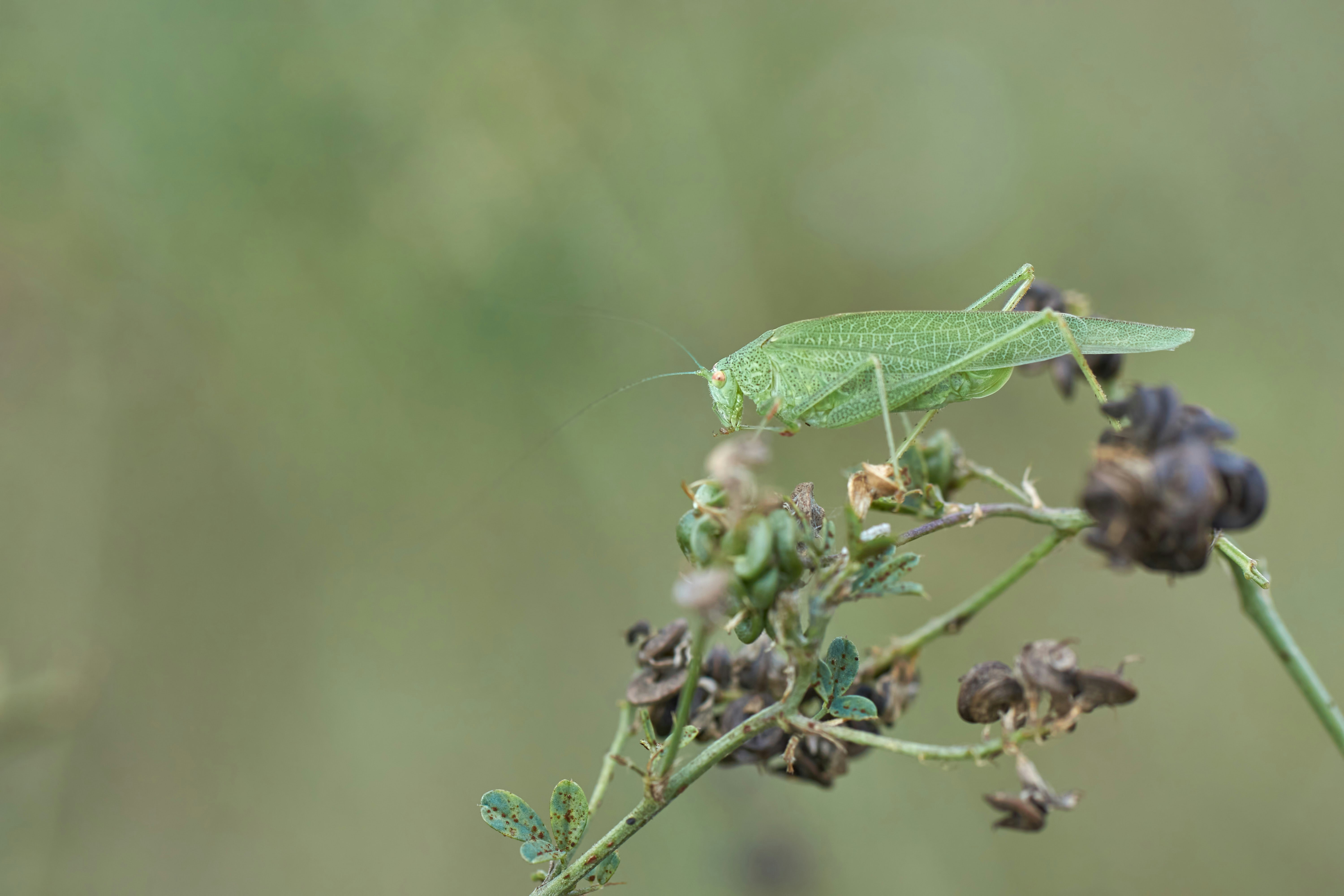 Photo by wolfgang_hasselmann