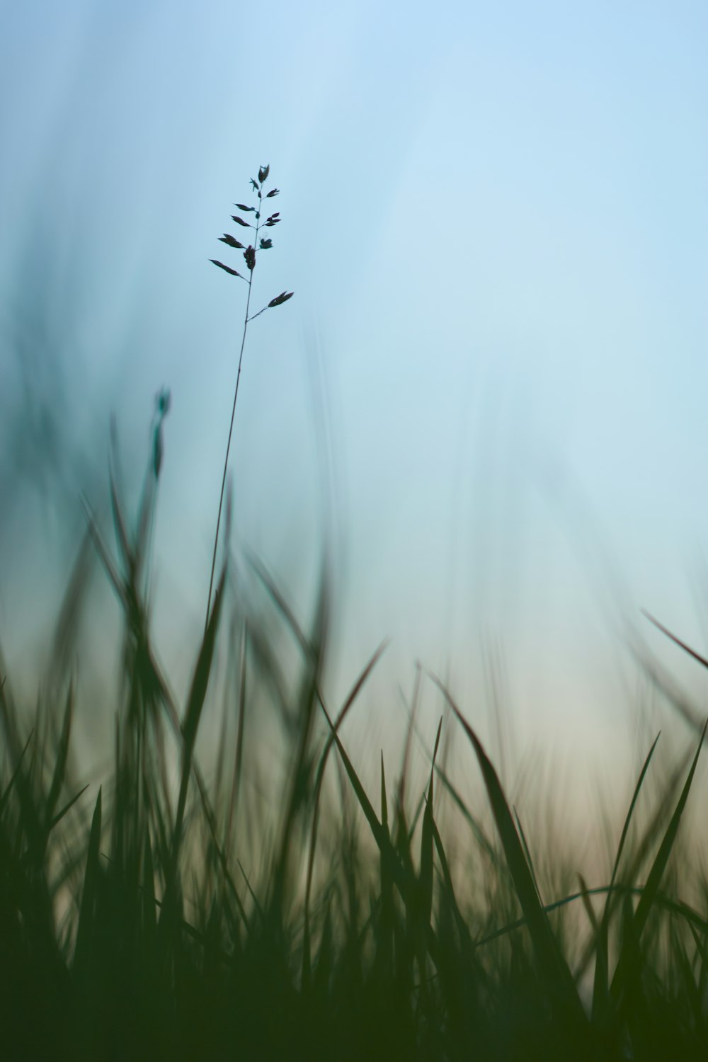 green grass under blue sky during daytime