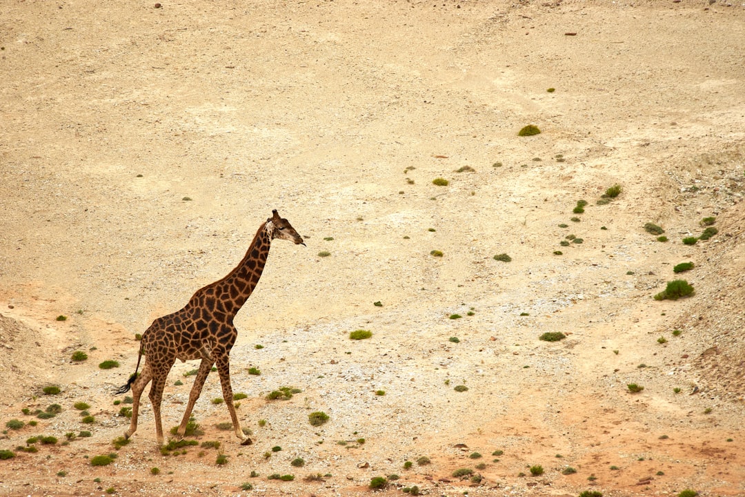 giraffe walking on brown sand during daytime