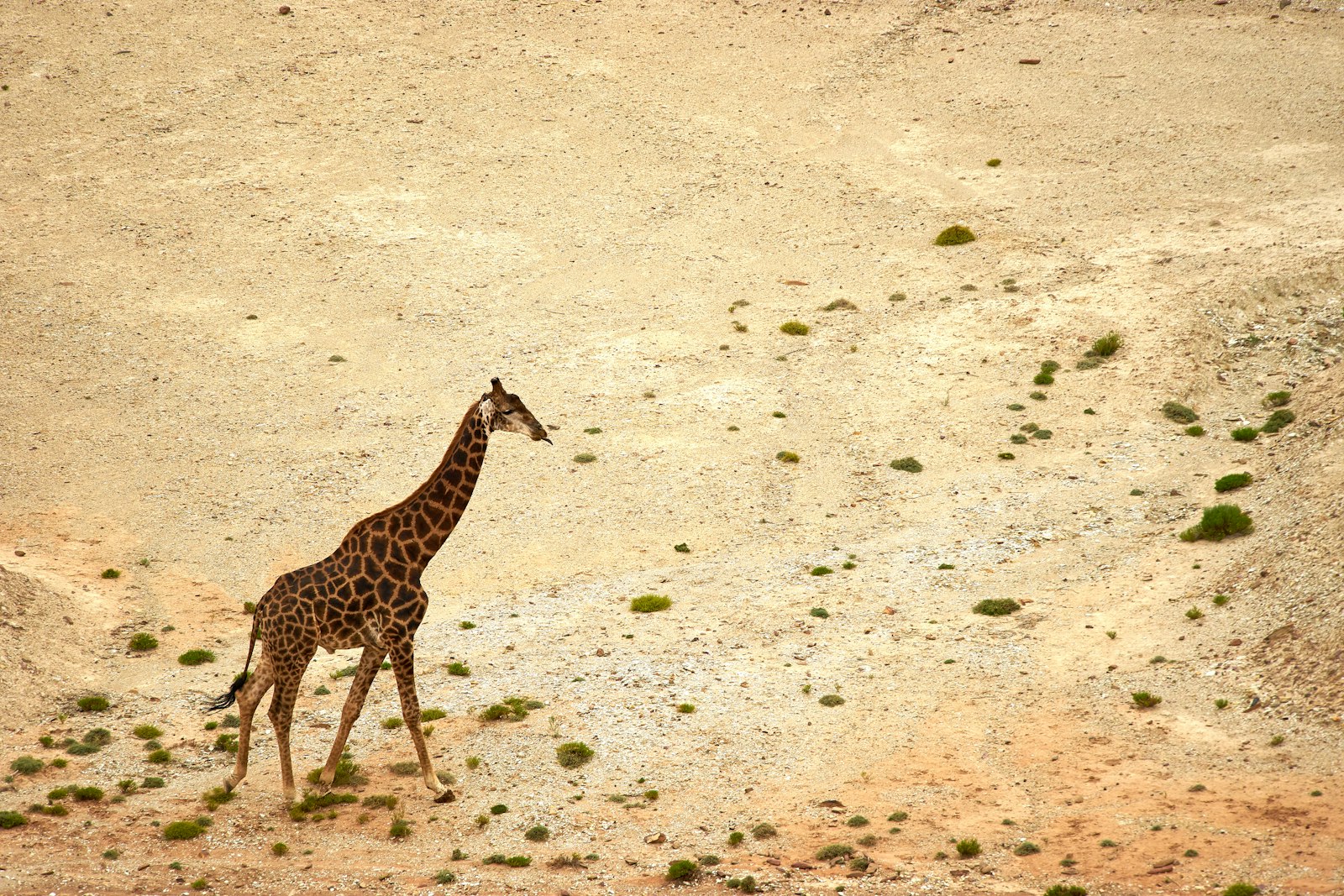 Sony a7 II + Sony FE 70-300mm F4.5-5.6 G OSS sample photo. Giraffe walking on brown photography