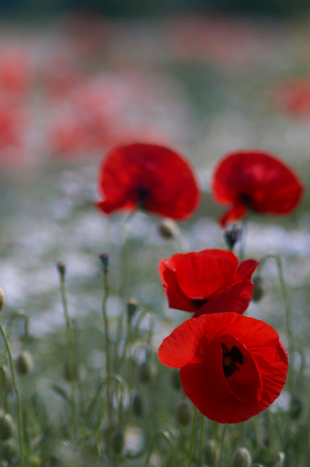 red flower in tilt shift lens