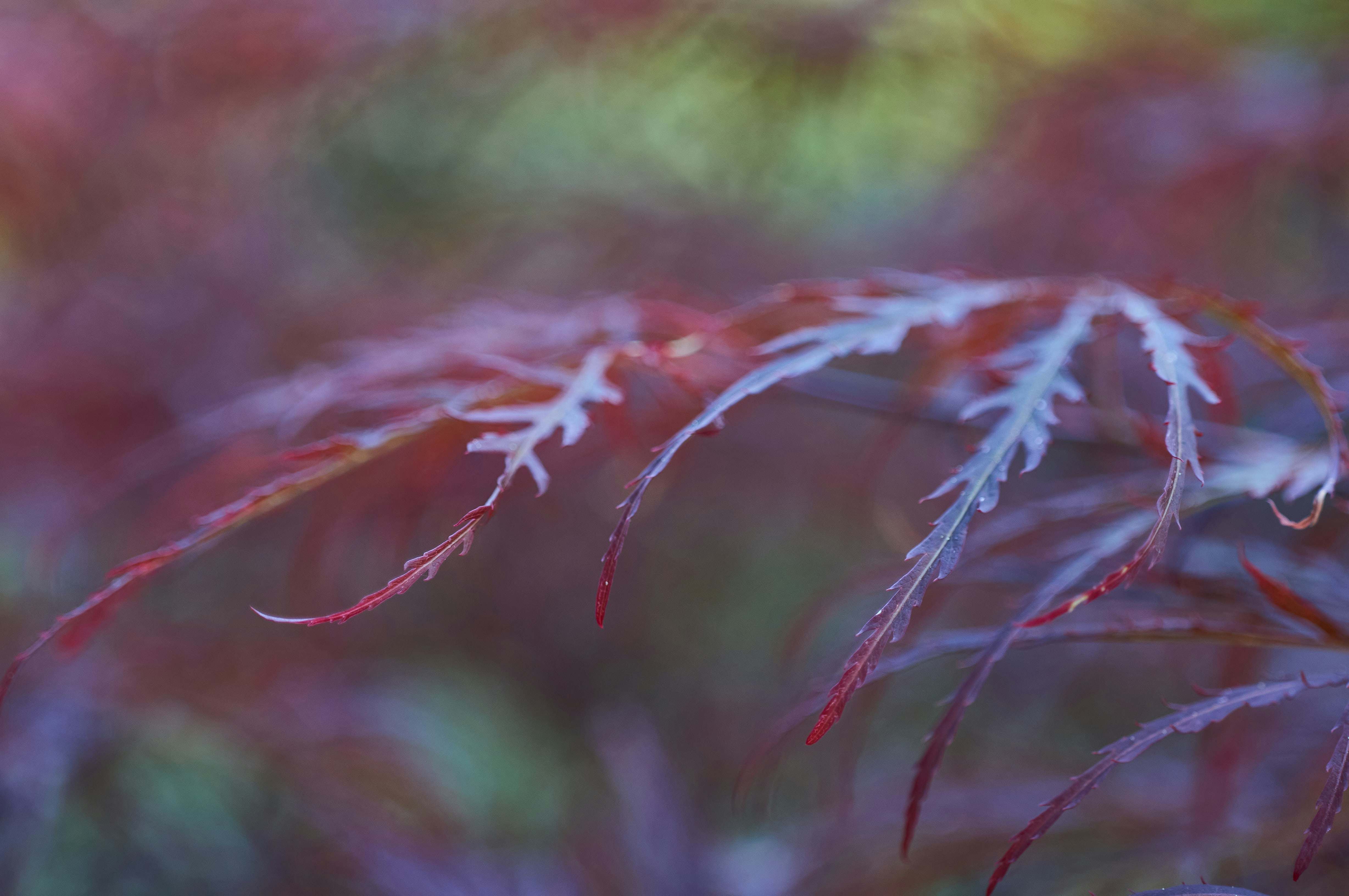 Photo by wolfgang_hasselmann