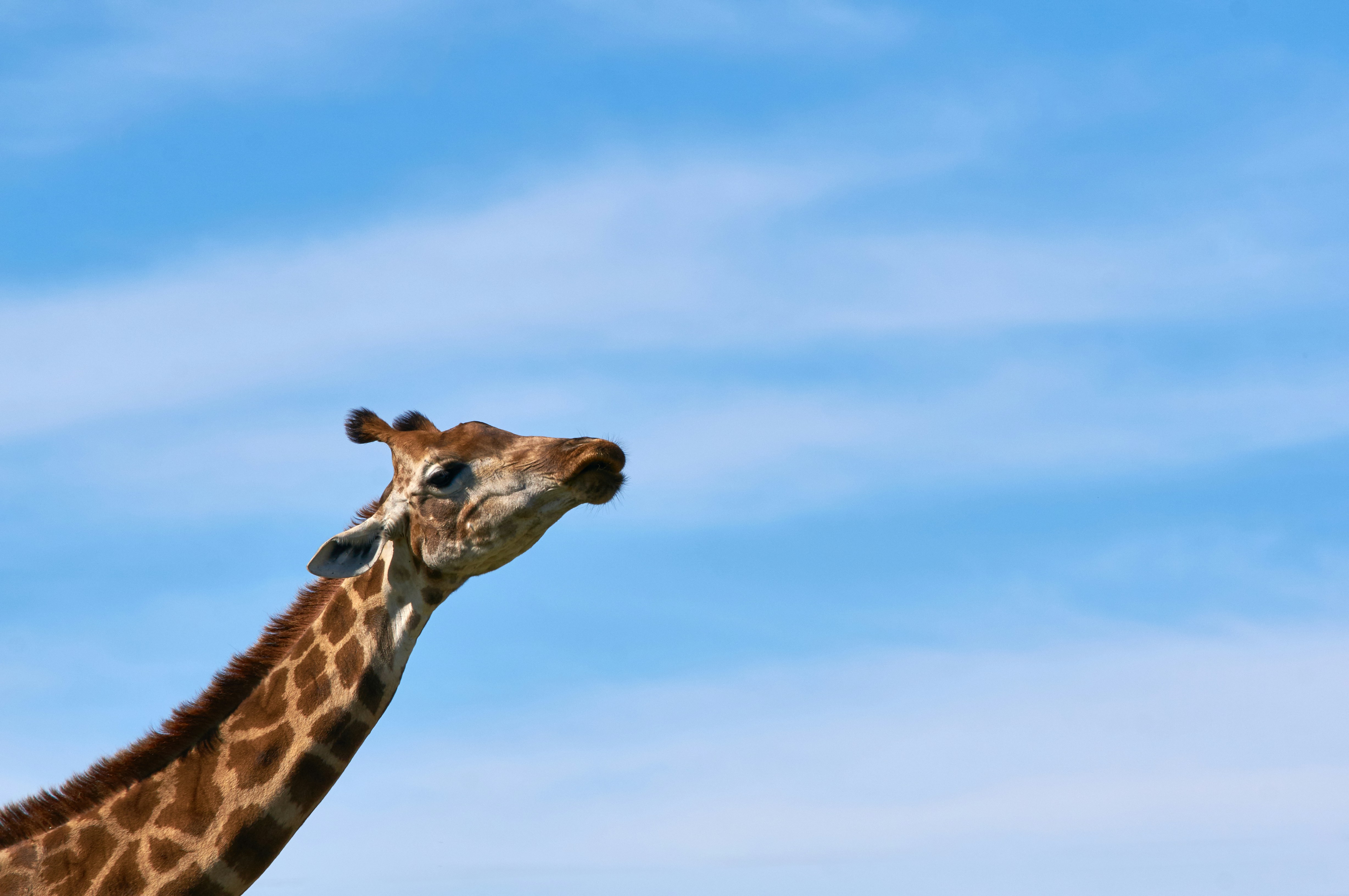 Photo by wolfgang_hasselmann