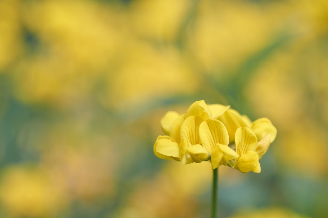 yellow flower in tilt shift lens