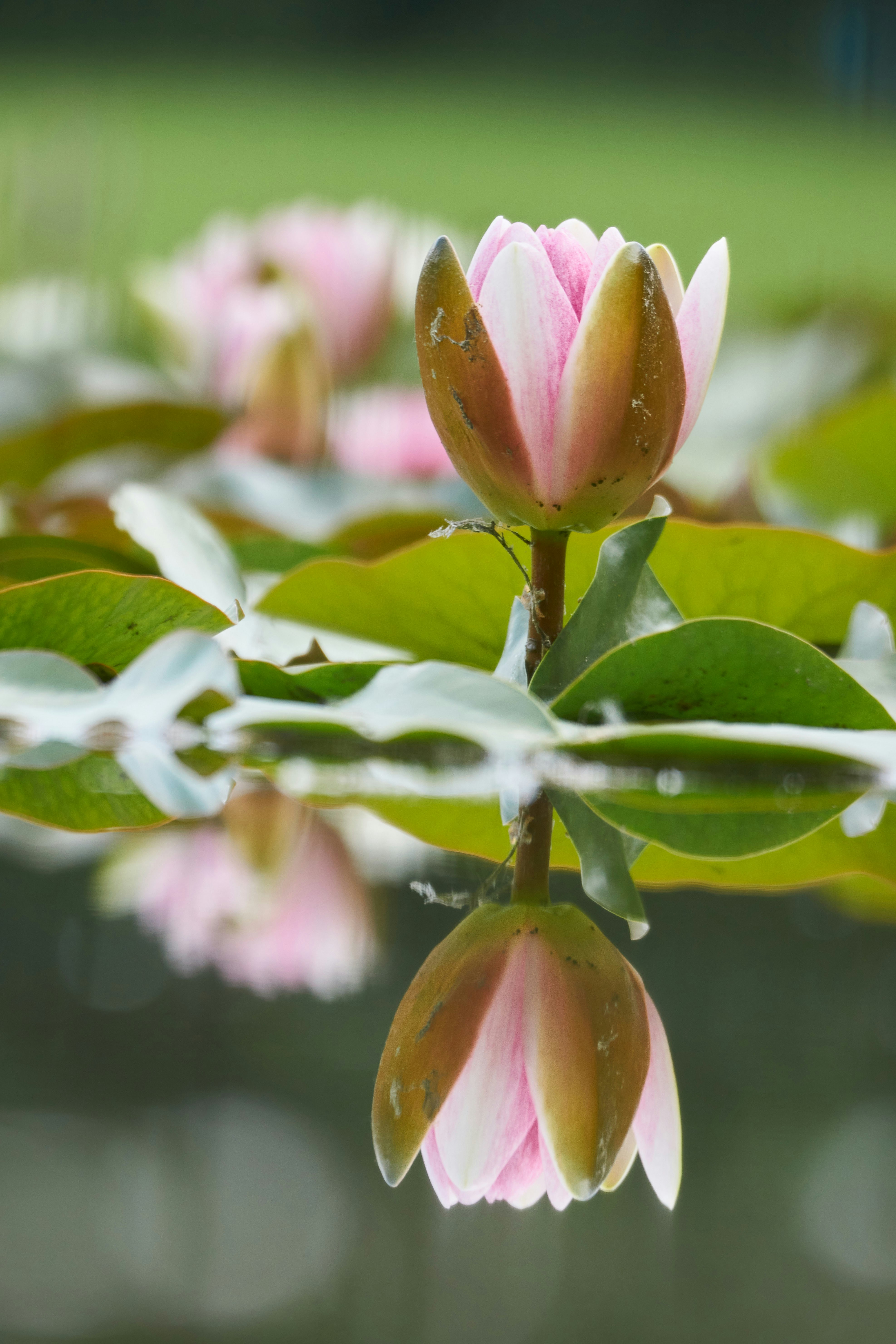 Photo by wolfgang_hasselmann